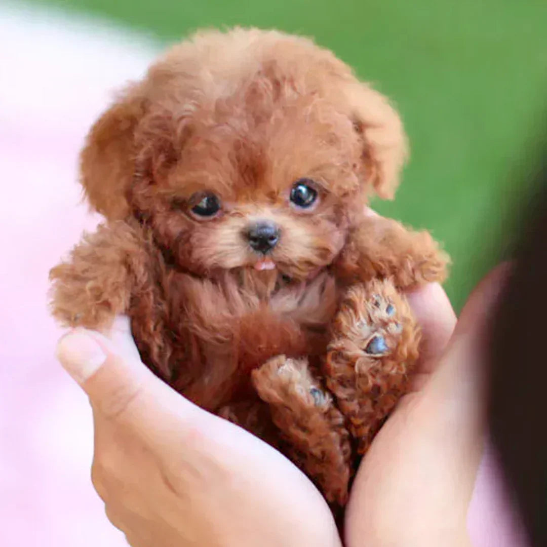 🔥LAST DAY 49%OFF-🐶🌭Nicco - My Realistic Robot Puppy